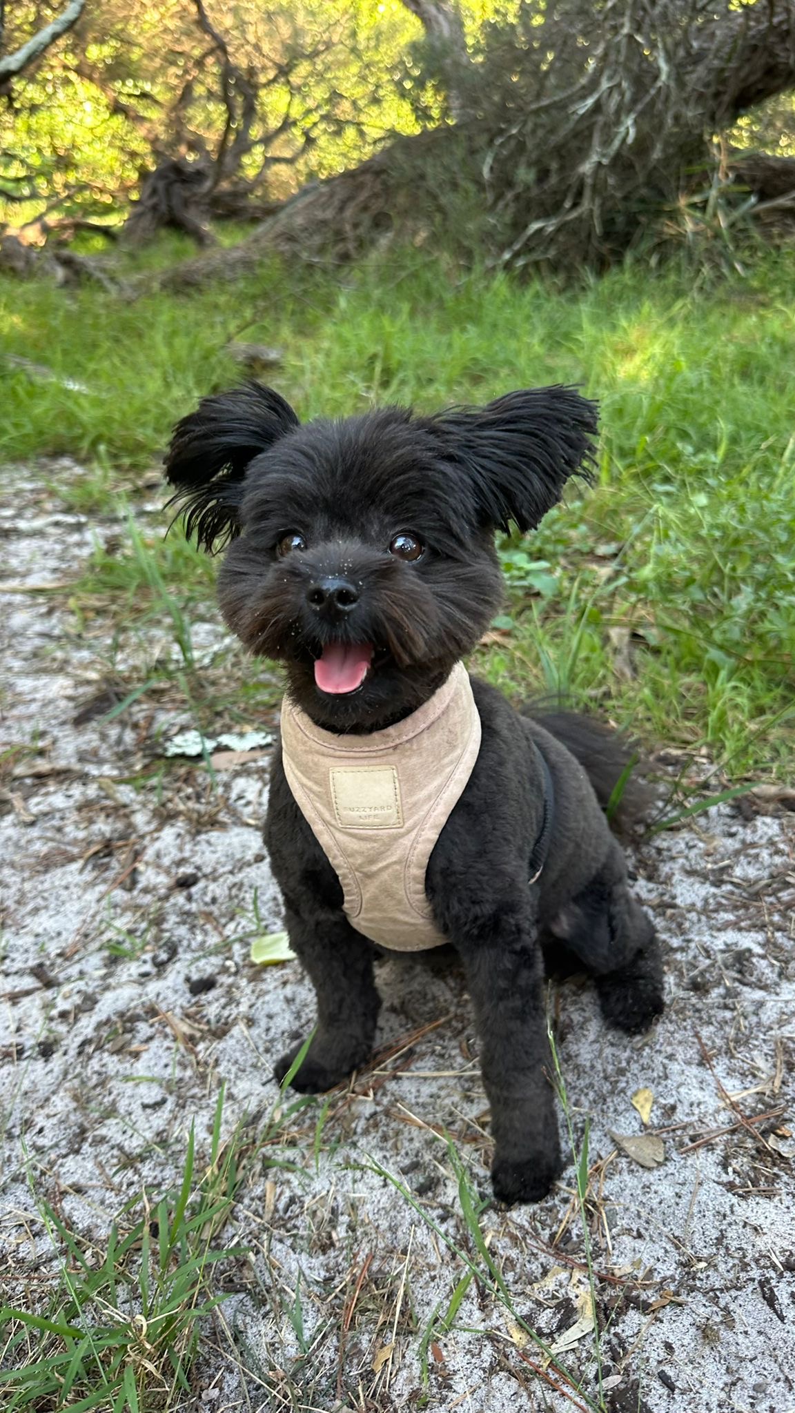 Tiny black puppy with adorable perky ears