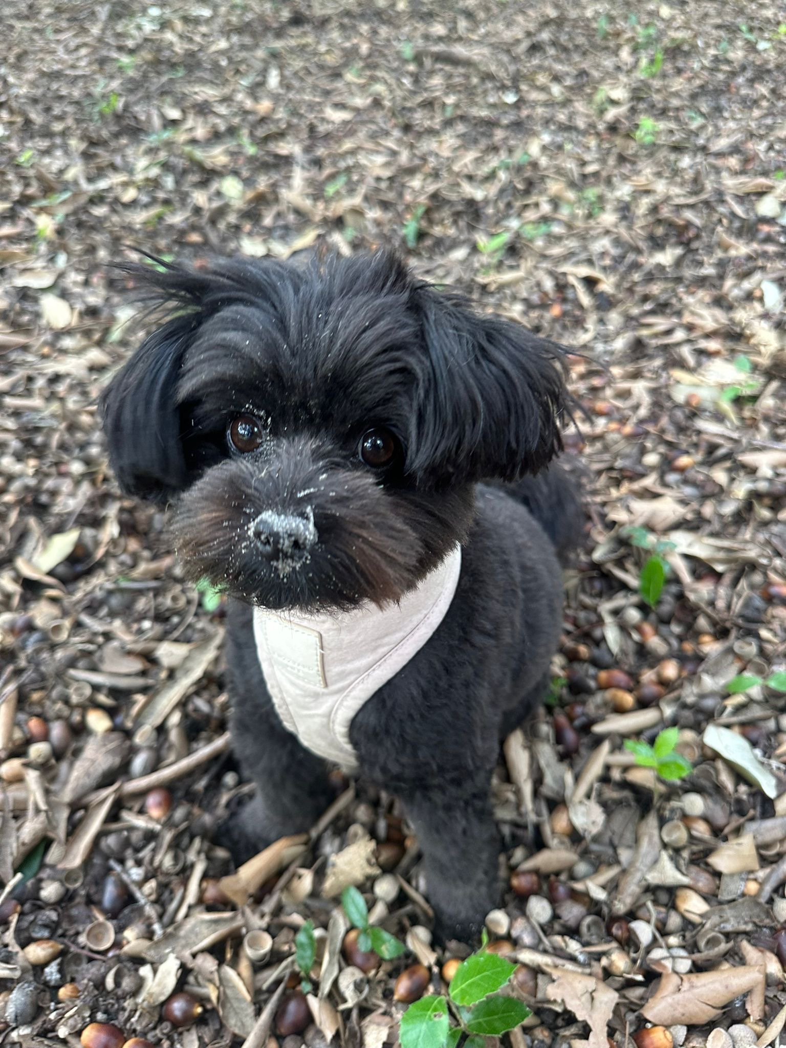 Tiny black Shih Tzu looking adorable at home