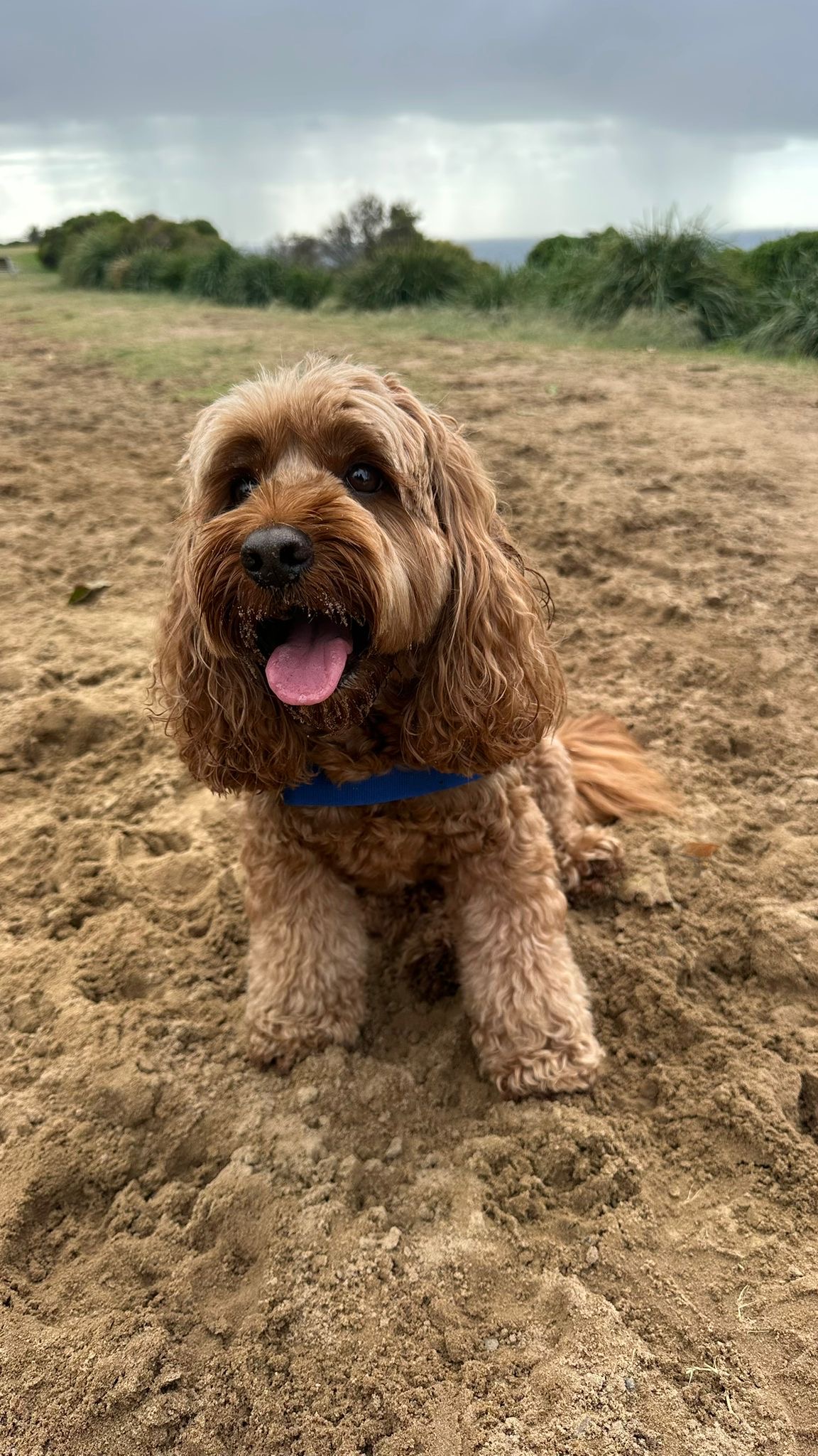 Golden cavoodle happy on the beach