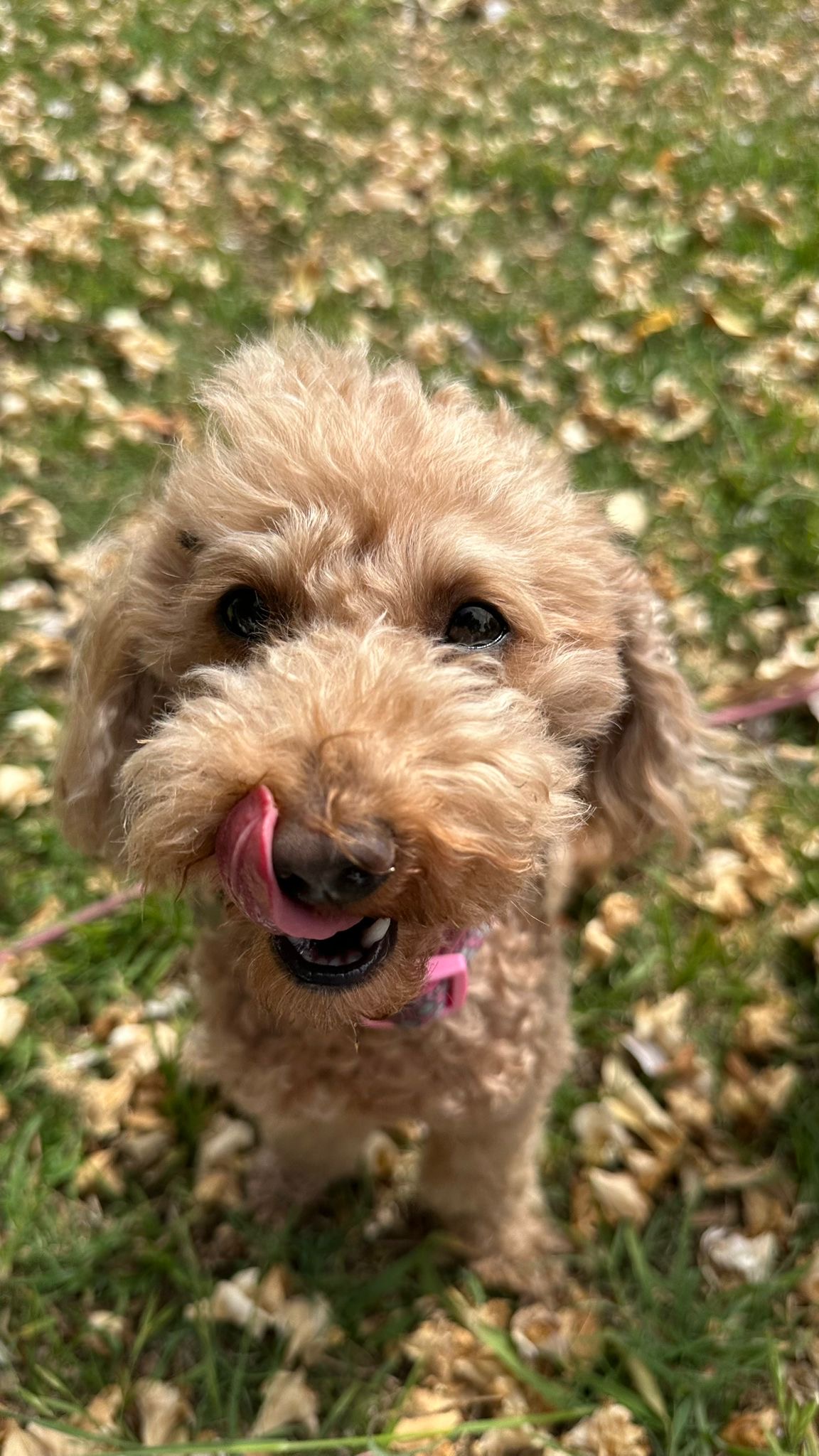 Golden cavoodle licking nose in autumn leaves