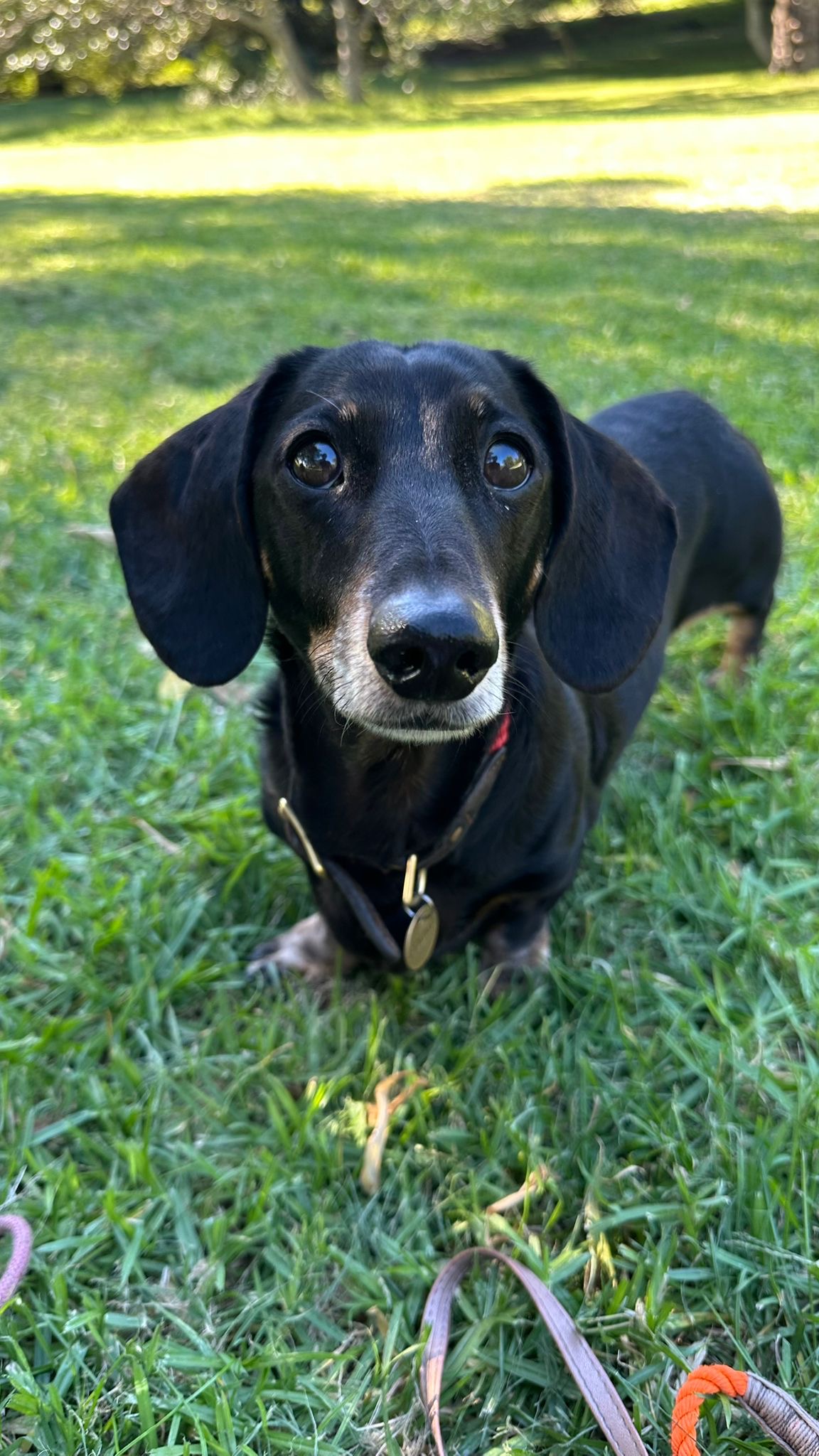 Dachshund looking up with soulful eyes