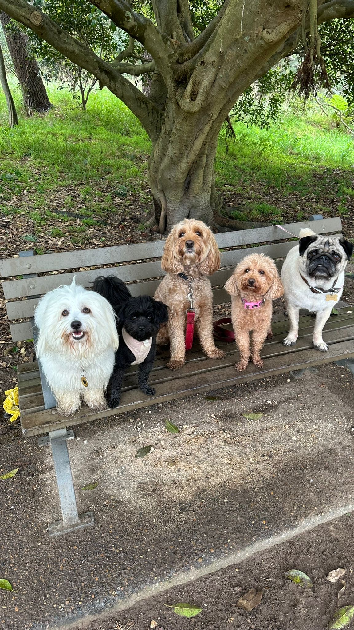 Five happy dogs sitting on a park bench