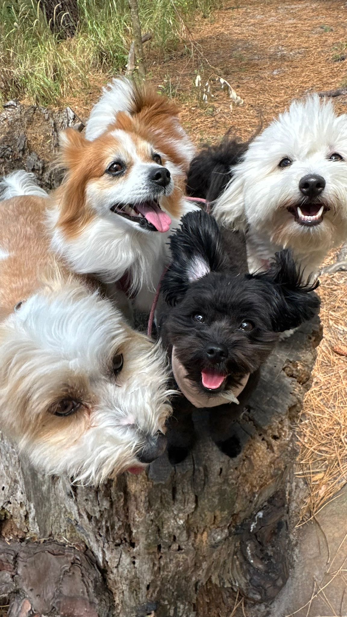 Four dogs peering over a tree stump