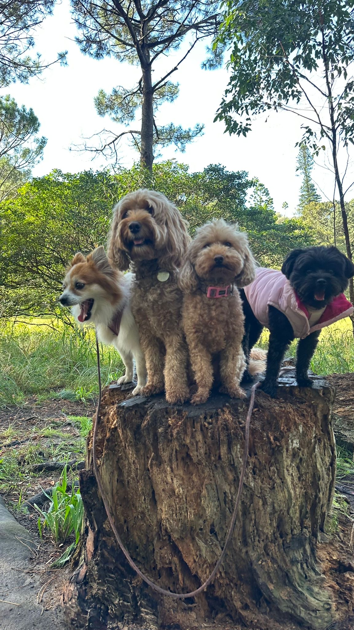 Four dogs on a stump in the forest