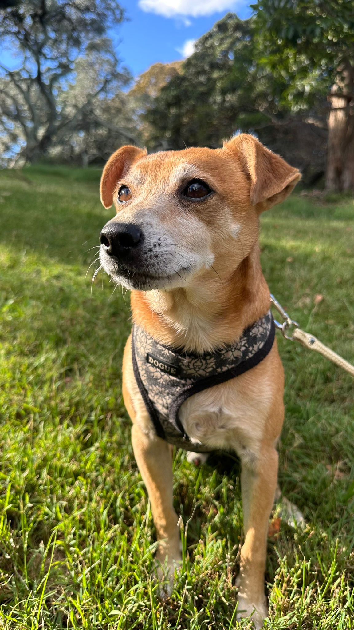 Jack Russell in golden light with blue sky