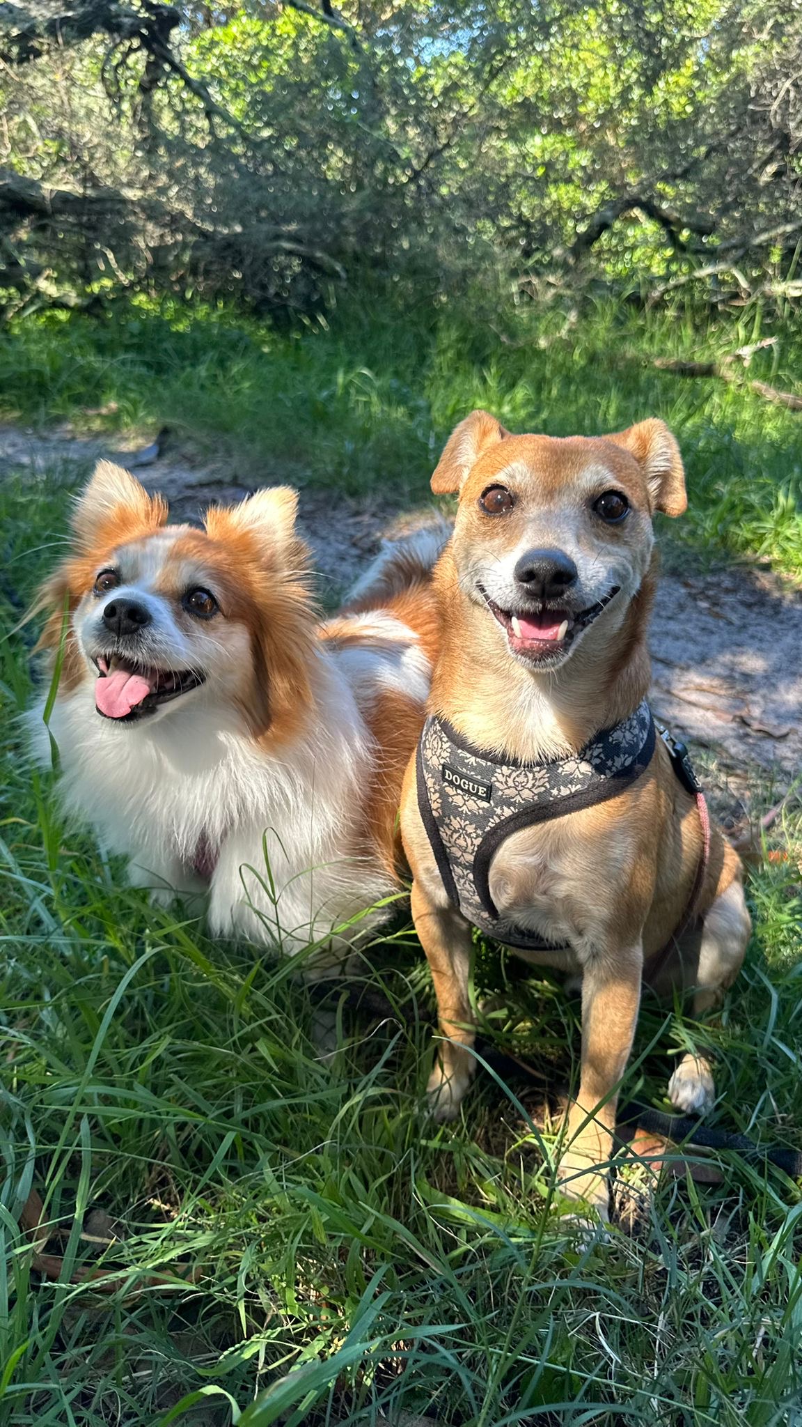 Papillon and jack russell in golden afternoon light