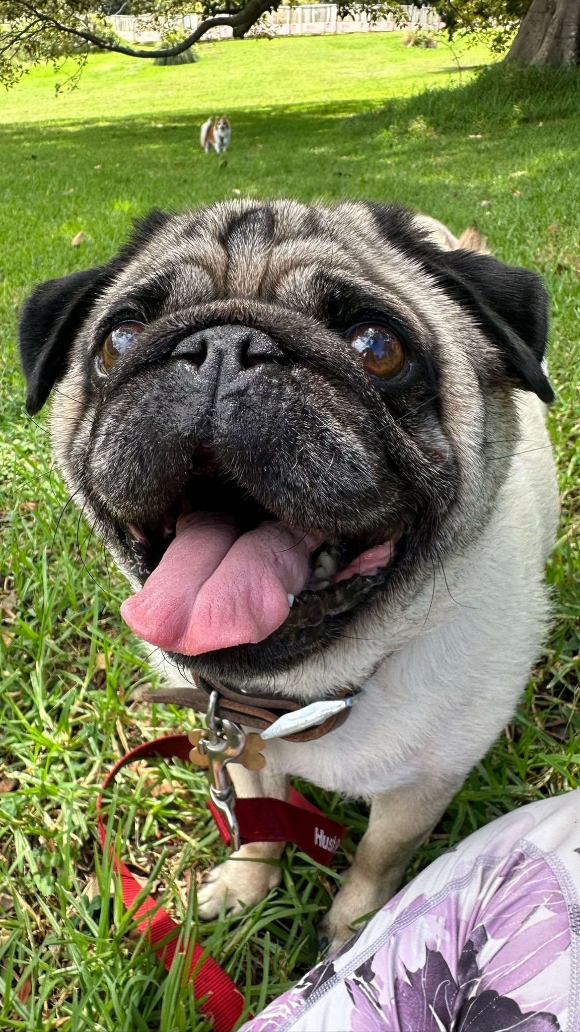 Happy pug at the park with his tongue out
