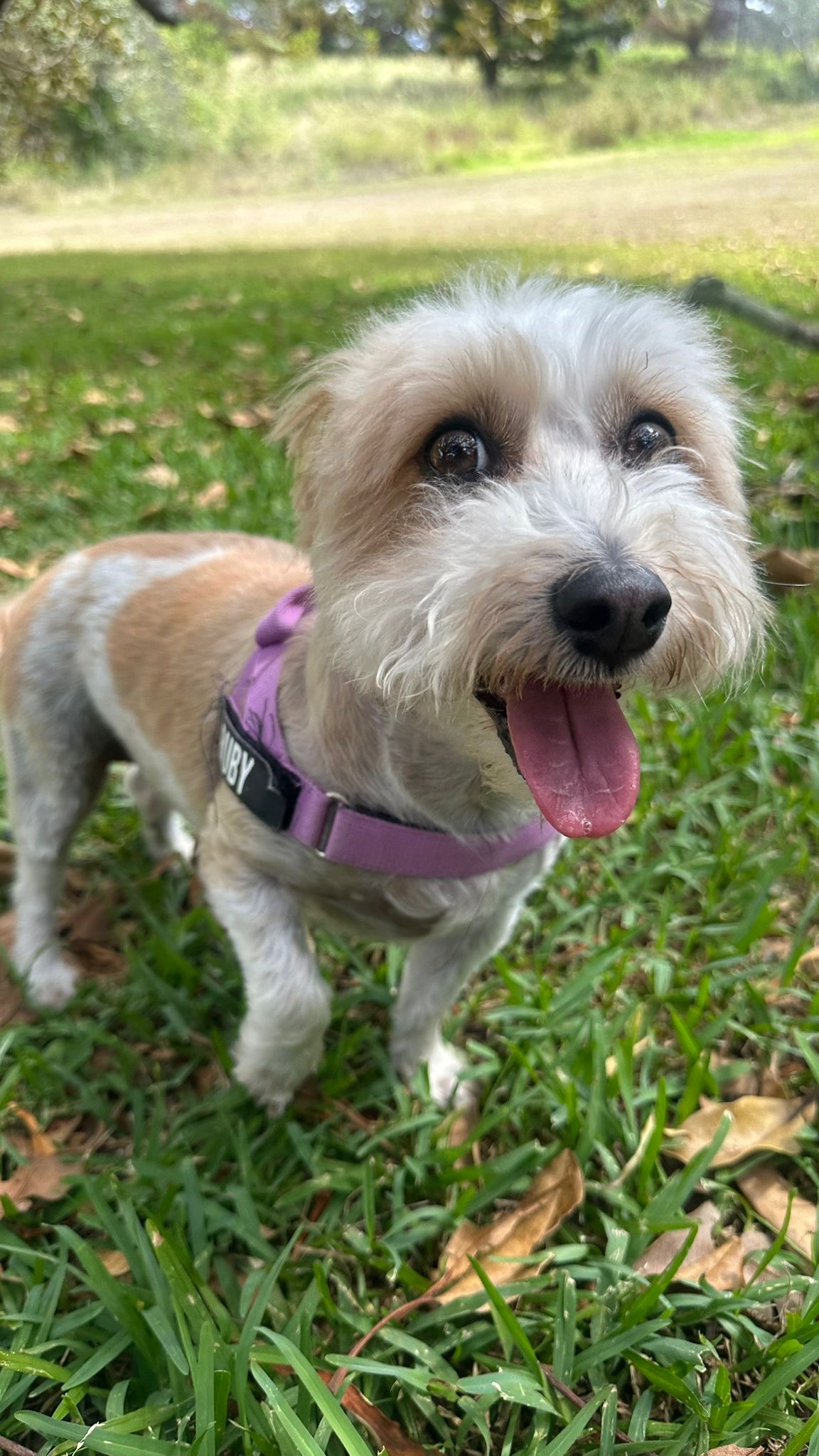 Ruby the terrier smiling in the park