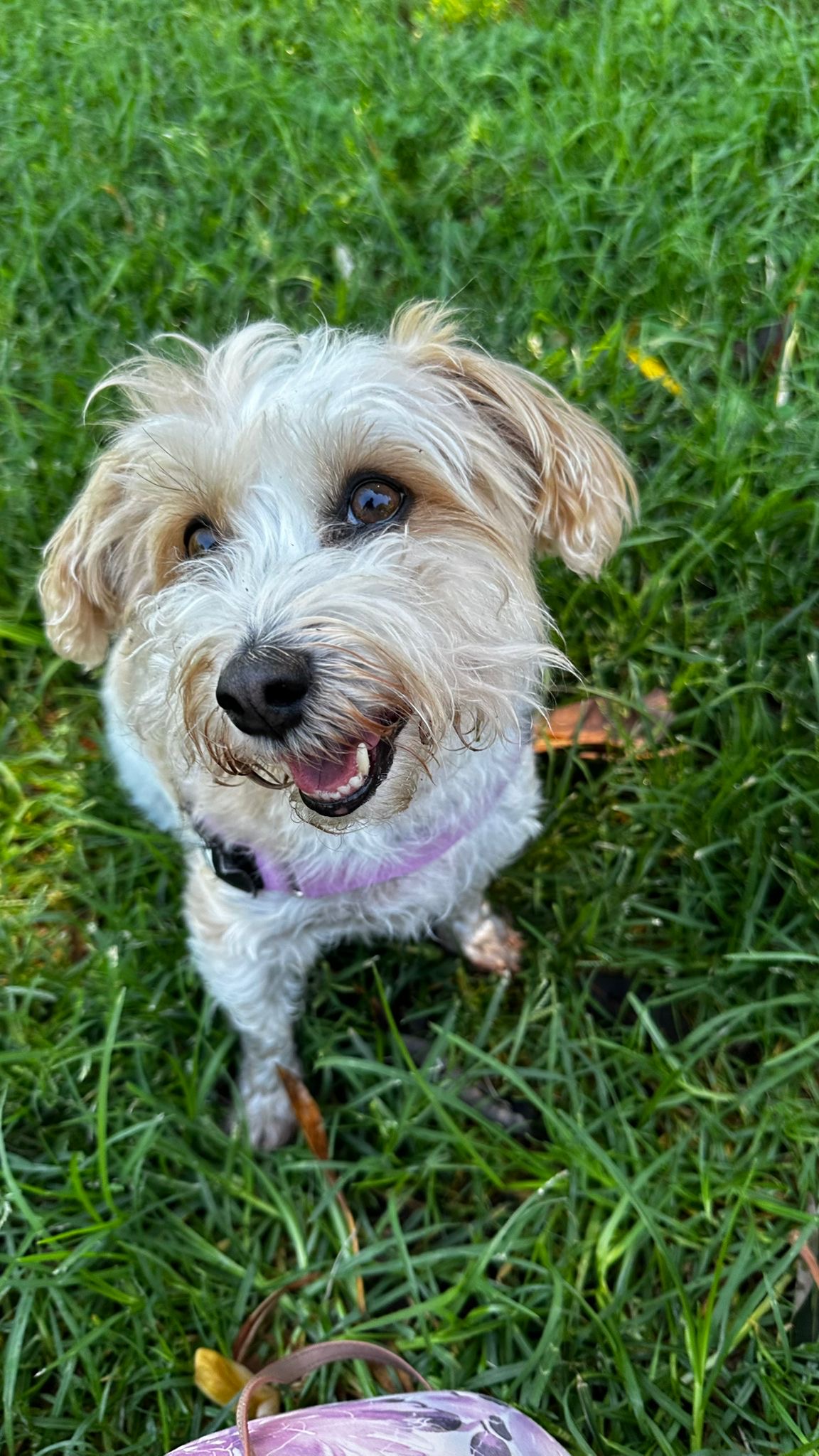 Scruffy terrier smiling in the grass