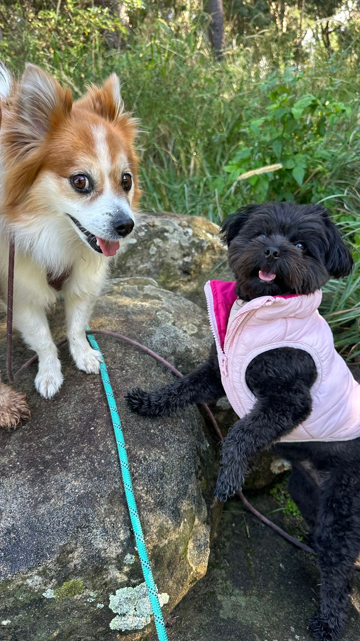Two dogs socialising on rocks in the bushland
