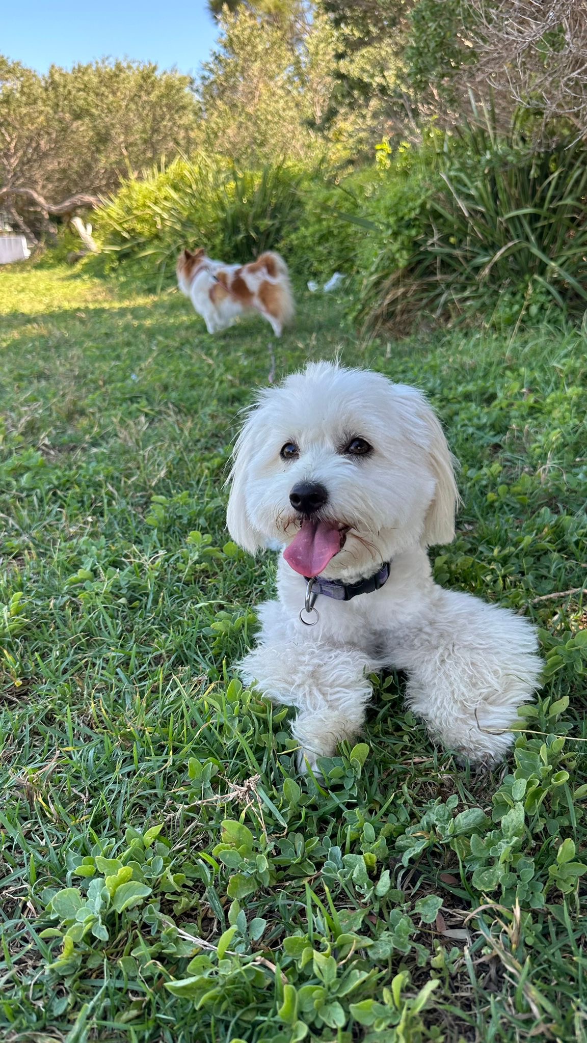 Fluffy white dog relaxing in the grass