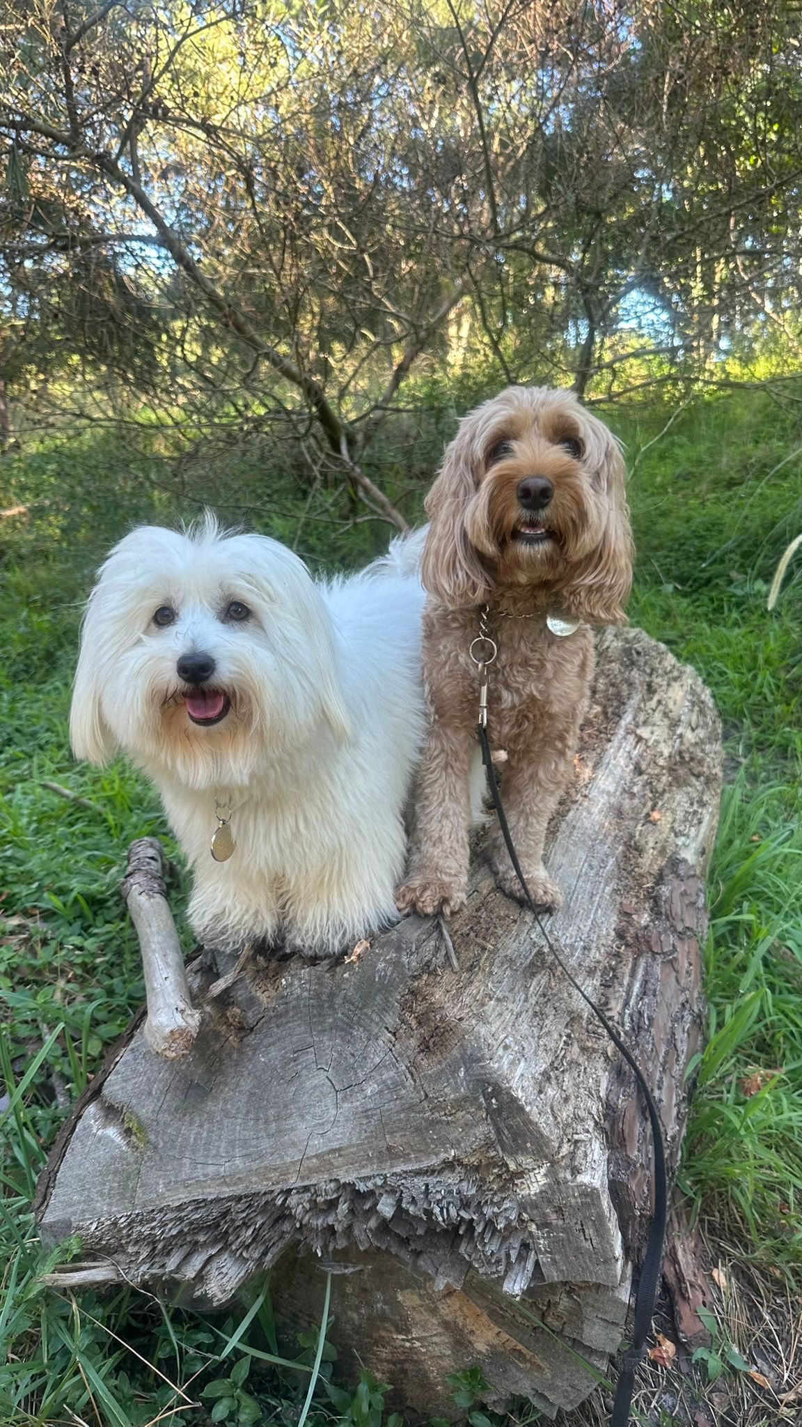 Two dogs posing on a log in beautiful bushland